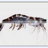 Tiger Prawn thumbnail-1