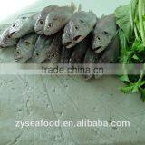 Hot on Sale Bulk Freezing Block Surimi From Fish thumbnail-1