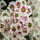 A Grade Different Varieties Of Small Sprayed Chrysanthemum For Sale thumbnail-6