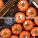 Small PP Tray With Nest Hole thumbnail-1