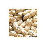 Sell Blanched Peanut Kernel