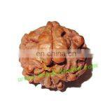 Rare Nepali Rudraksha Beads 'Ganesha Beads', Size: 17mm thumbnail-1