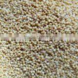 Organic Proso Millets/ Common Millet/ Chena/ Barri thumbnail-2