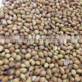CORIANDER SEEDS thumbnail-1