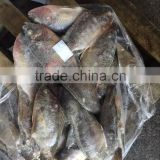Chinese frozen Tilapia Fish whole round