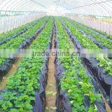 Cheap Garden PE Protective Mulch Film thumbnail-2