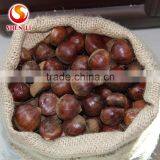 Big Size 2016 New Crop Fresh Dandong Chestnut for Advance Sale thumbnail-2