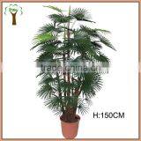 Decorative Fortunei Palm Tree Supplier thumbnail-1