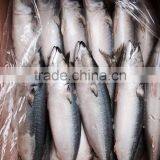 AAA QAULITY Frozen PACIFIC Mackerel thumbnail-1