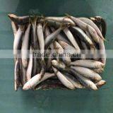 Fresh Frozen Sardine Frozen Sardines Bait Sardines for Bait thumbnail-1