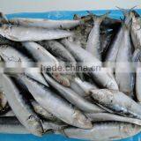 Frozen Fish Frozen Sardine thumbnail-1