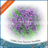 Lavender Oil for Perfume Essence thumbnail-1