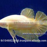 Betta Fish Farm For Sale and Aquarium Fish Exporter thumbnail-3