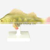 Fish Model, Fish Anatomical Model thumbnail-1