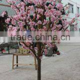 Janpan Cherry Tree