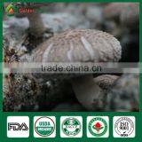 Shiitake Mushroom Production,Shiitake Mushroom Farm,Shiitake Spawn thumbnail-5