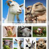 Hyropolics Fodder Machine thumbnail-2