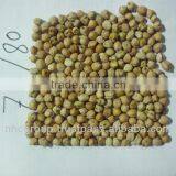 Chick Peas