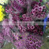Fresh Cut Chrysanthemums Flower thumbnail-3