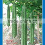 New Packing Acutangula Seeds