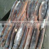 Frozen Illex Squid for Bait thumbnail-2