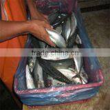 Frozen Fresh Sea Fish/seafood thumbnail-1