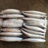 Hot Sale Fish Frozen Pacific Mackerel Whole thumbnail-3