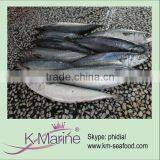 Fresh Whole Round Mackerel Fish For Canned Fish Lot Number#kmw4051 thumbnail-1