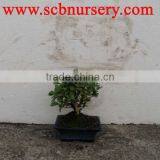 Carmona Bonsai Ball 15cm thumbnail-1
