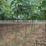 Hibiscus Tiliaceus Nursery Farm thumbnail-1