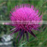 Milk Thistle Extract Powder, Silybum Marianum Powder, Milk Thistle Seed Extract Powder thumbnail-1