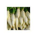 Sell Radish thumbnail-1