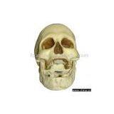 Sell Skull thumbnail-1