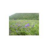 Astragalus Root Extract thumbnail-2