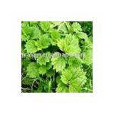 we supply Nettle Extract, Sitosterols  1% or ratio 10:1, Nettle Extract can be used to treat arthritis, anemia, hay fever, kidney problems, and pain.