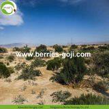 Factory Supply Dried Black Goji thumbnail-3