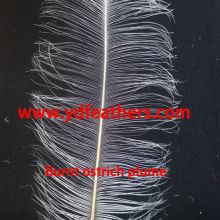Burnt Ostrich Plume Feather from China