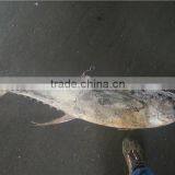 Big Size Yellwofin Tuna thumbnail-4