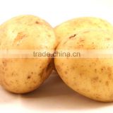 Indian Potato