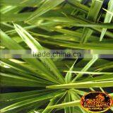 New Arrival DAZZLE NO.DGMA198-2 Forest Water Reed Hydrographic Film Hydrographics Water Transfer Printing Film thumbnail-1