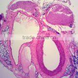 Human Histology Microscope Prepared Teaching Slides(100kinds) for Microscopes thumbnail-1