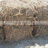 Licorice Root for Medicinal Usage thumbnail-6