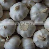 Sell For Ecuador Size 5.0cm Garlic thumbnail-3