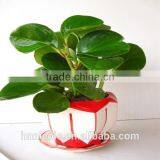 Adding Sand to Clay Soil thumbnail-2