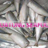 High Quality Frozen Horse Mackerel Fish thumbnail-1