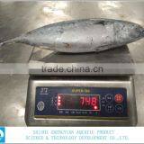 China Export Frozen Bonito Tuna 700+ thumbnail-4