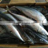 Frozen Big Size Mackerel Fish for Sell Market With High Quality thumbnail-3