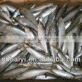 Small Size of Frozen Sardine for Canned thumbnail-1