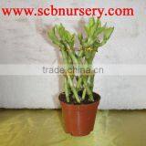 Lucky Bamboo Dracaena Sanderiana Cage thumbnail-1