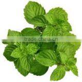 SPEARMINT Oil thumbnail-4